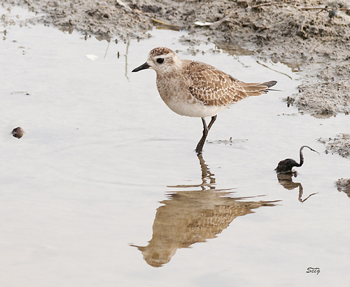 Chorlito dorado americano (Pluvialis dominica)