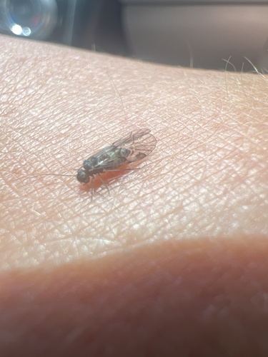 iNaturalist observation photo of Winged and Once-winged Insects