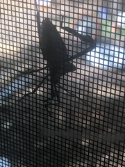 Acanthocephala declivis