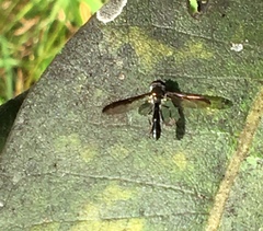 Pelecinobaccha costata