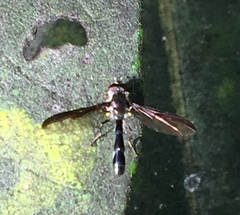 Pelecinobaccha costata
