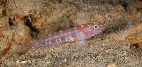 Dollfus' goby (Vanneaugobius dollfusi) — Gobiidae — 3