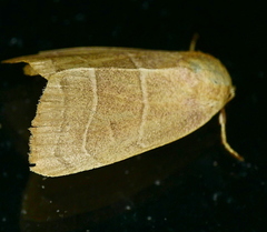 Bagisara rectifascia