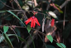 Coccinea