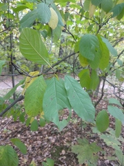 Frangula alnus