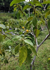 Solanum erianthum
