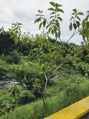 Solanum erianthum