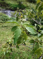 Solanum erianthum