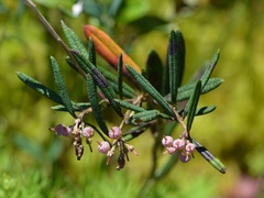 Andromeda polifolia glaucophylla