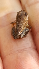 Rana cascadae