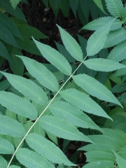 Sorbaria