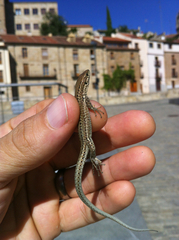 Podarcis guadarramae