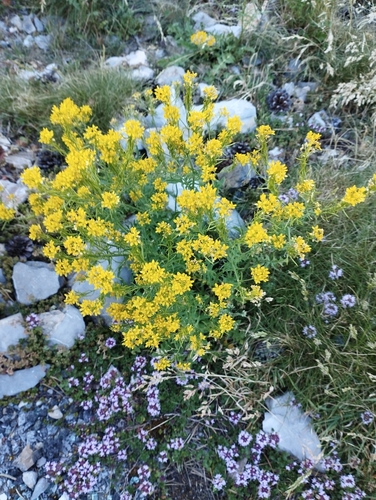 Jeweled rocket (Sisymbrium austriacum)