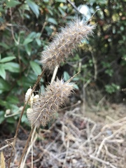 Trifolium angustifolium