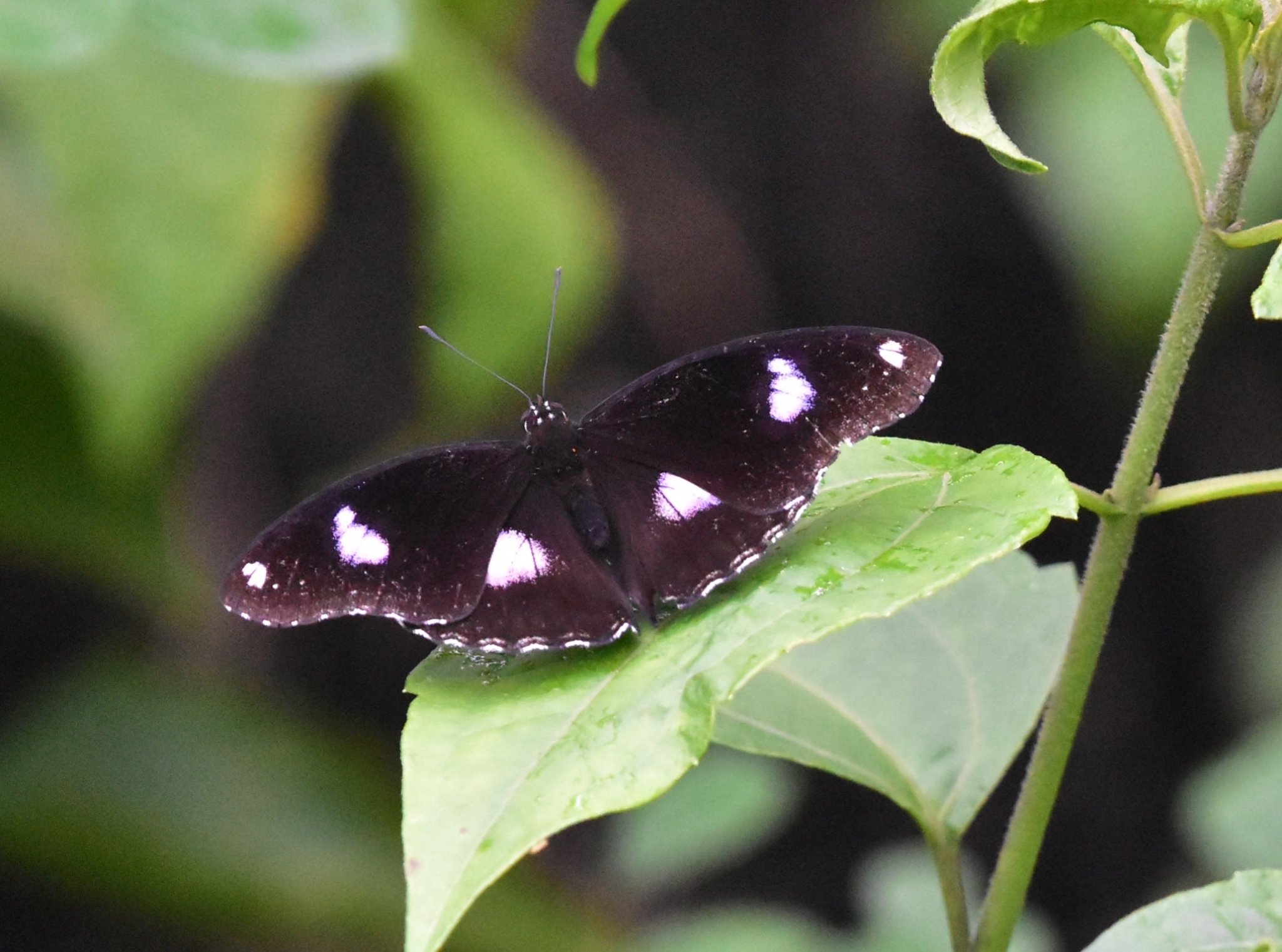 Great Eggfly