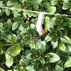 Mecynogea lemniscata