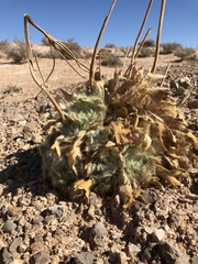 Arctomecon californica