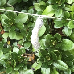 Mecynogea lemniscata