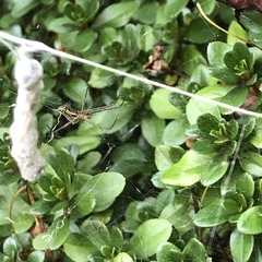 Mecynogea lemniscata