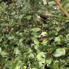 Mecynogea lemniscata