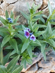 Glandora gastonii, photograph Mikel Etxeberria Okariz, CC BY, iNaturalist via GBIF