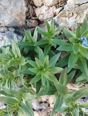 Glandora gastonii, photograph Mikel Etxeberria Okariz, CC BY, iNaturalist via GBIF