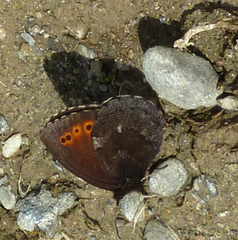 Erebia mancinus