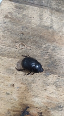 Pentodon bidens punctatus