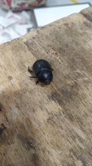 Pentodon bidens punctatus