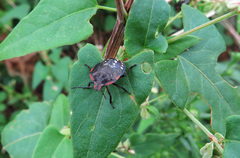Nezara viridula