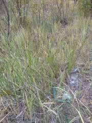 Juncus effusus