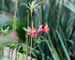 author not stated, no rights reserved Alstroemeria caryophyllaea, photograph author not stated, no rights reserved