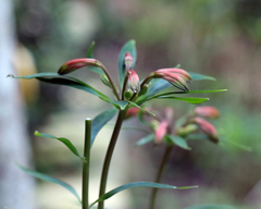 author not stated, no rights reserved Alstroemeria caryophyllaea, photograph author not stated, no rights reserved