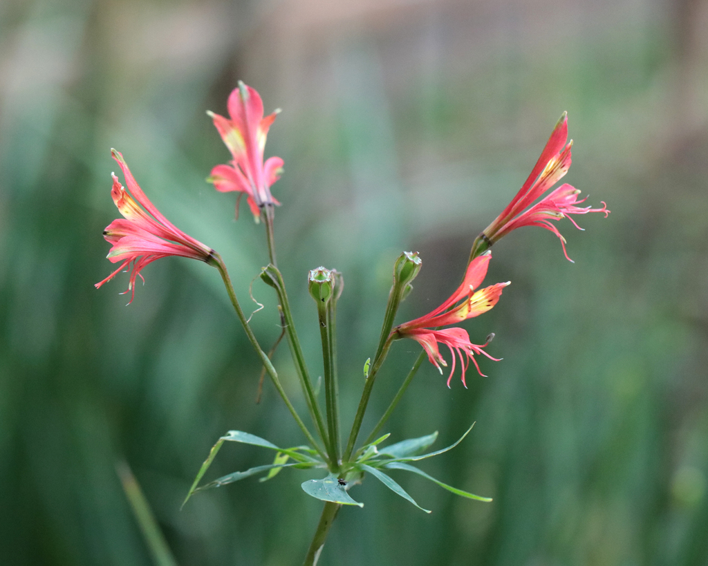 Alstroemeria caryophyllaea; photograph author not stated, no rights reserved