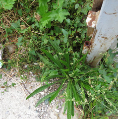Plantago lanceolata