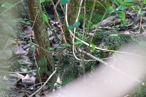 Mauritius Fody (Foudia rubra), photo 4