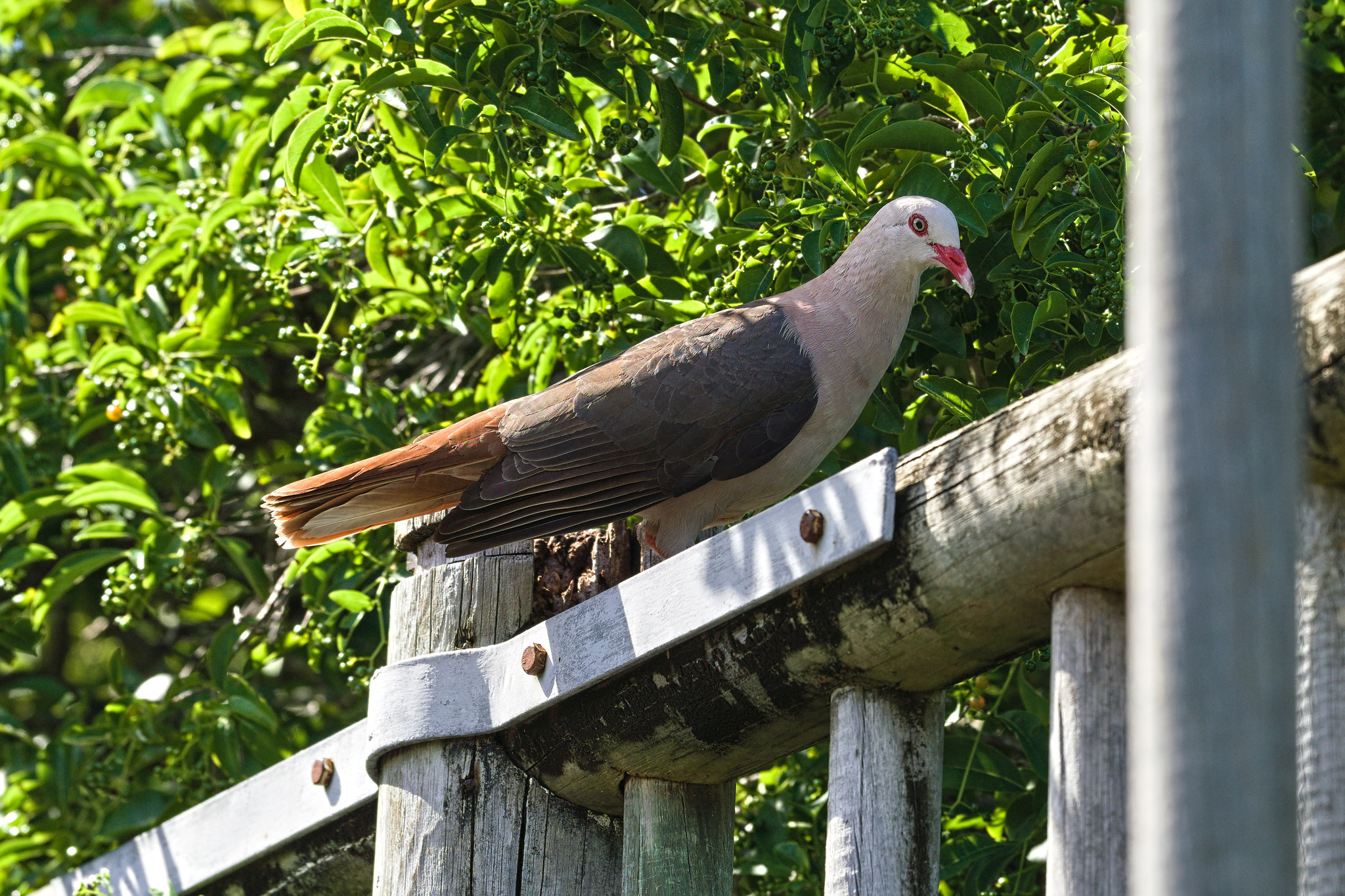 Pink Pigeon illustration