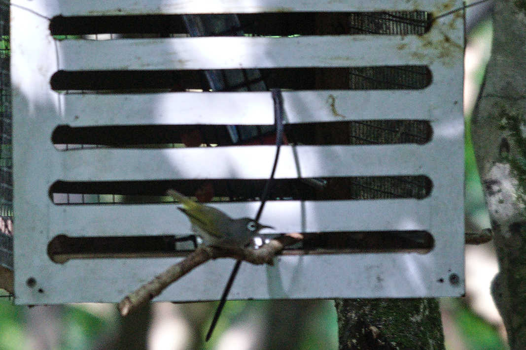 Mauritius Olive White-eye (Zosterops chloronothos), photo 2