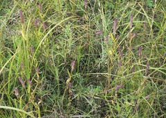 Physostegia ledinghamii