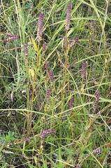 Physostegia ledinghamii