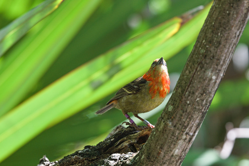 Mauritius Fody (Foudia rubra), photo 9