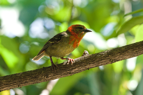 Mauritius Fody (Foudia rubra), photo 5
