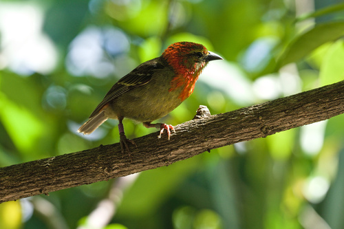 Mauritius Fody (Foudia rubra), photo 2