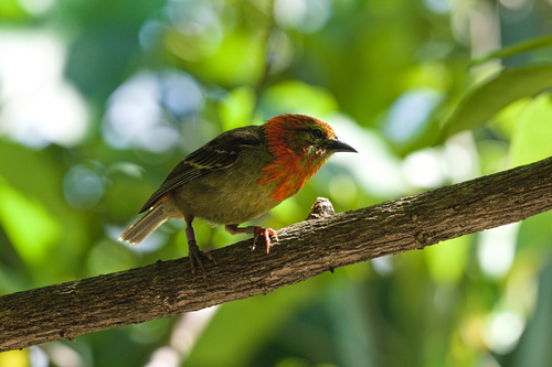 Mauritius Fody (Foudia rubra), photo 7