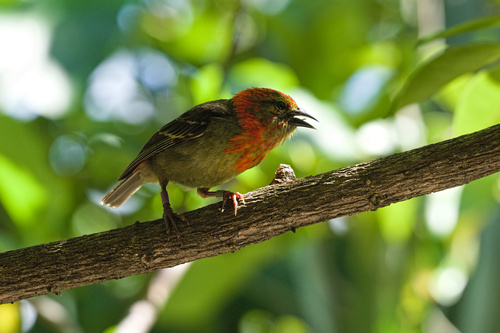 Mauritius Fody (Foudia rubra), photo 8