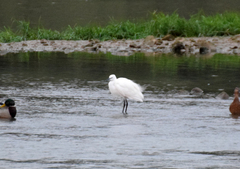 Egretta garzetta