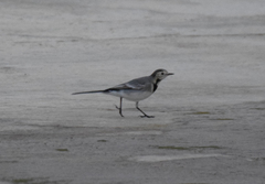 Motacilla alba