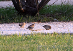 Passer domesticus