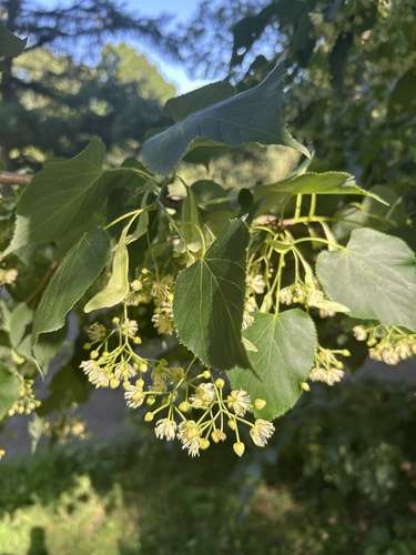 Tilia japonica iNat (3)