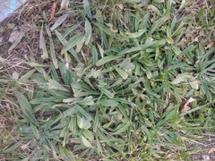 Plantago lanceolata